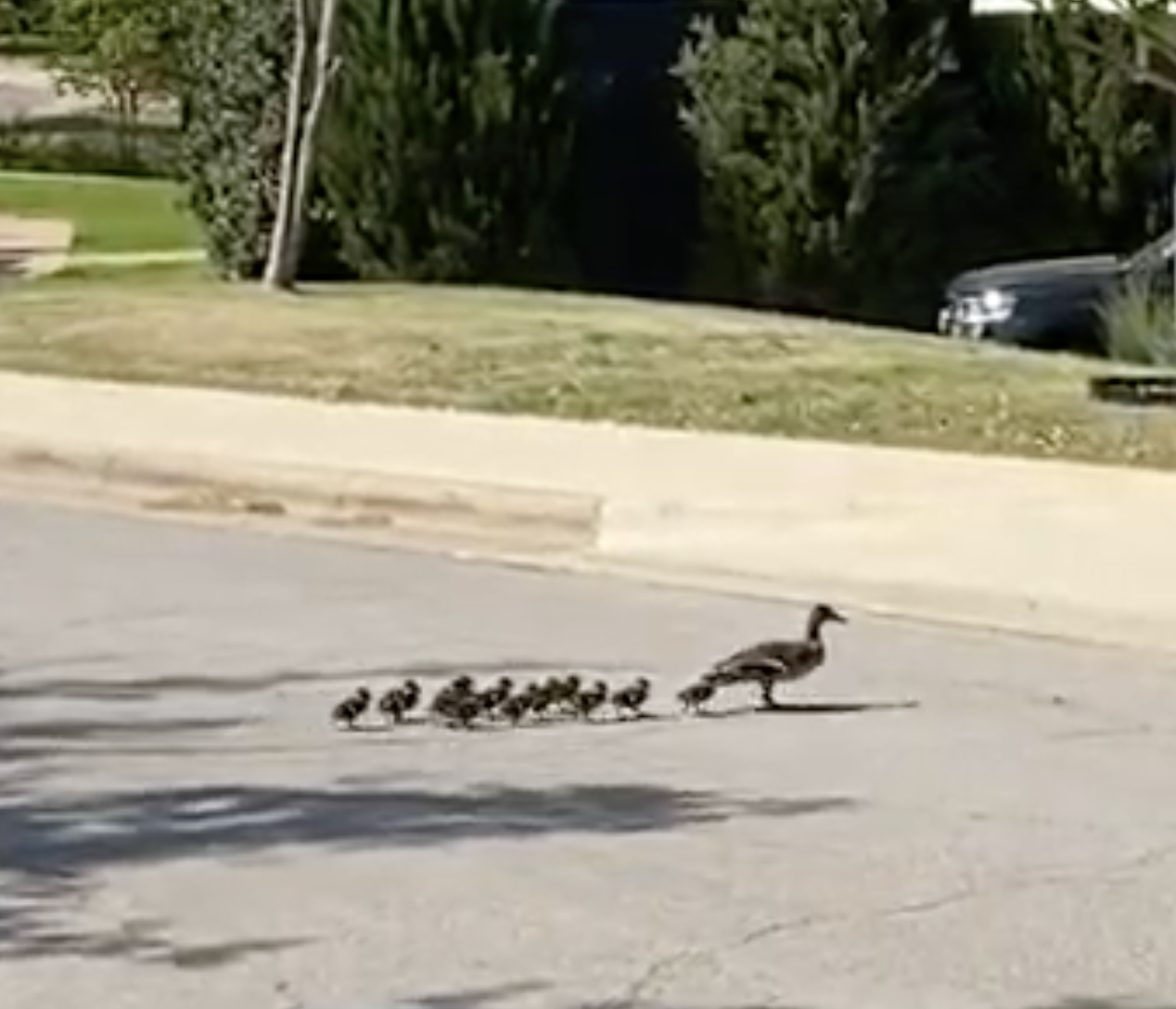 DuckRoad