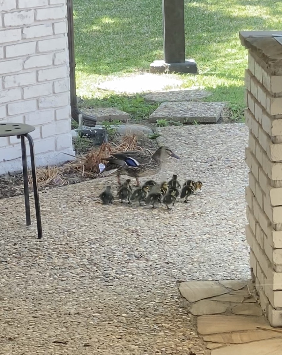 DuckYard1